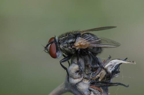 Réf. 301 623 : Xysta holosericea